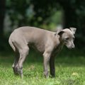 犬が『しっぽを下げ…