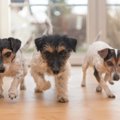 犬が急に家中を走り…