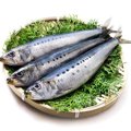 犬は魚を食べても大…