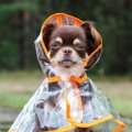 雨の日に犬の散歩を…