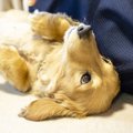 犬は表情でも気持ち…