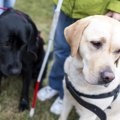 盲導犬の一生につい…
