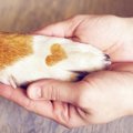 「犬が好き！」の気…