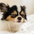 犬が眠るのを我慢し…
