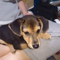 犬が社会性を身につ…