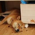 なぜ犬は『隙間』が…