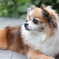 チワワのセーブルと…
