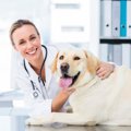 今すぐ試したい！犬…