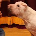 二匹の反応は！？お…