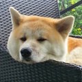老犬で問題が起きや…