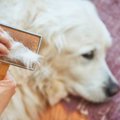 犬をマンションで飼…