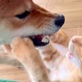犬と猫が激しいケン…