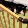朝6時、寝ている犬に…