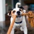 犬が大喜びする『遊…