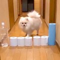 廊下にトイレットペ…