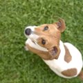 心に傷を負った犬に…