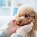 【サイズ別】人気犬…