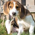 犬が顔をかくときの…