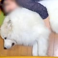 超大型犬が『家族に…