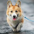 雨の日の『犬の散歩…