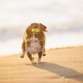 『迷惑な犬の飼い主…
