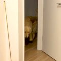 赤ちゃんが家に来た…