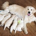 犬は安産の守り神？…