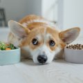 犬が『食物繊維不足…