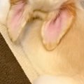 『ゴールデンレトリ…