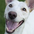 愛犬との幸せを感じ…