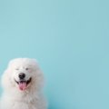 『人見知りな犬』が…