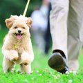 犬を『幸せにするこ…