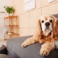暑い日に犬を留守番…