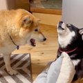 犬の親子が『口喧嘩…