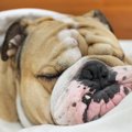 犬が睡眠中にしてい…
