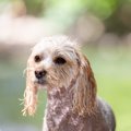 犬が水浴びを嫌がる…