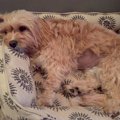 散歩中に犬が誤飲を…