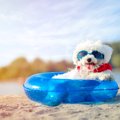 犬用サングラス┃白内…