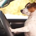 犬を安全に車内に残…