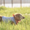 視力が低下した老犬…