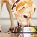 犬がご飯をこぼしな…