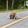 犬の散歩中にいる『…