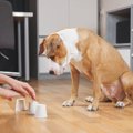 犬と一緒にしたい『…