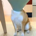 エリザベスカラーの…