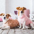 【あるある】愛犬が…
