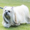 ラサ・アプソを飼う…