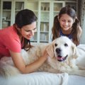 犬の『吠え癖』を直…