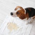 犬の超危険な『おし…