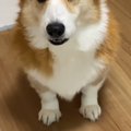 『犬が苦手な業者さ…