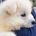 ぬいぐるみのような…